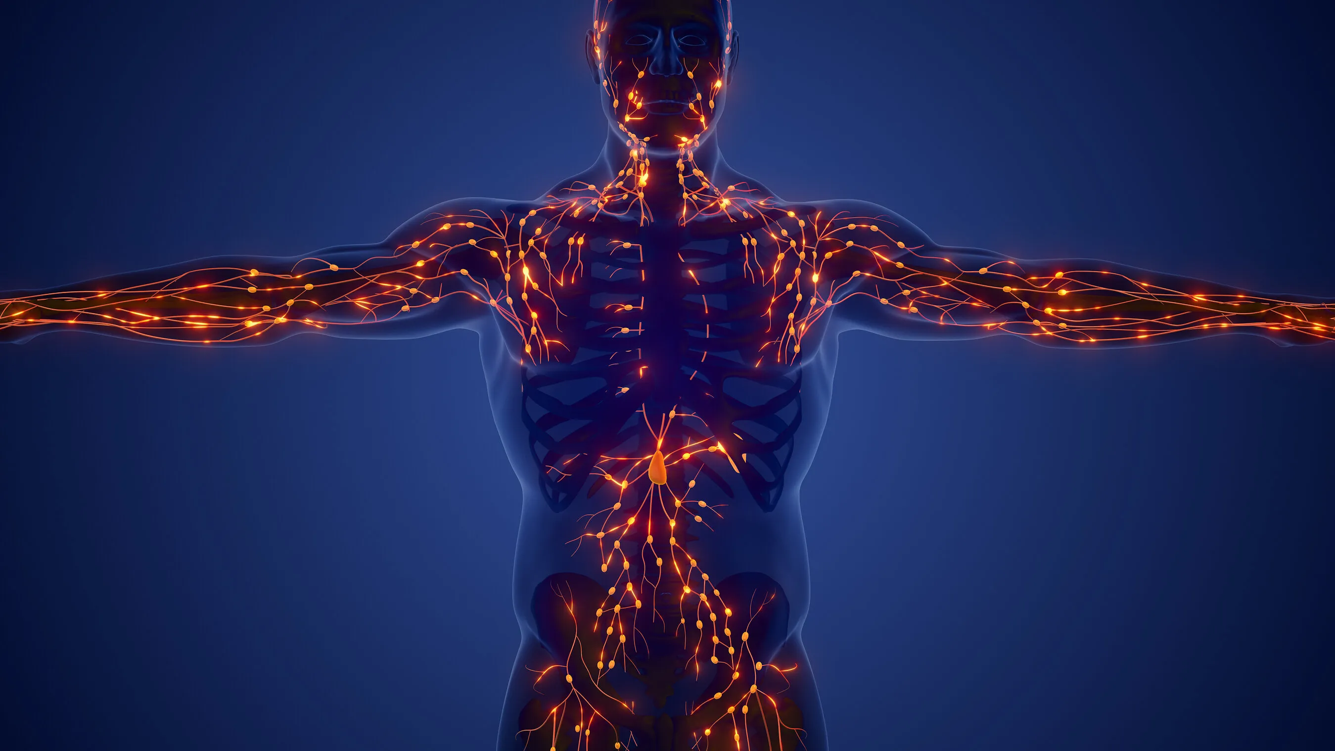Illustration of a human body with glowing orange lymphatic vessels and nodes against a dark blue background.