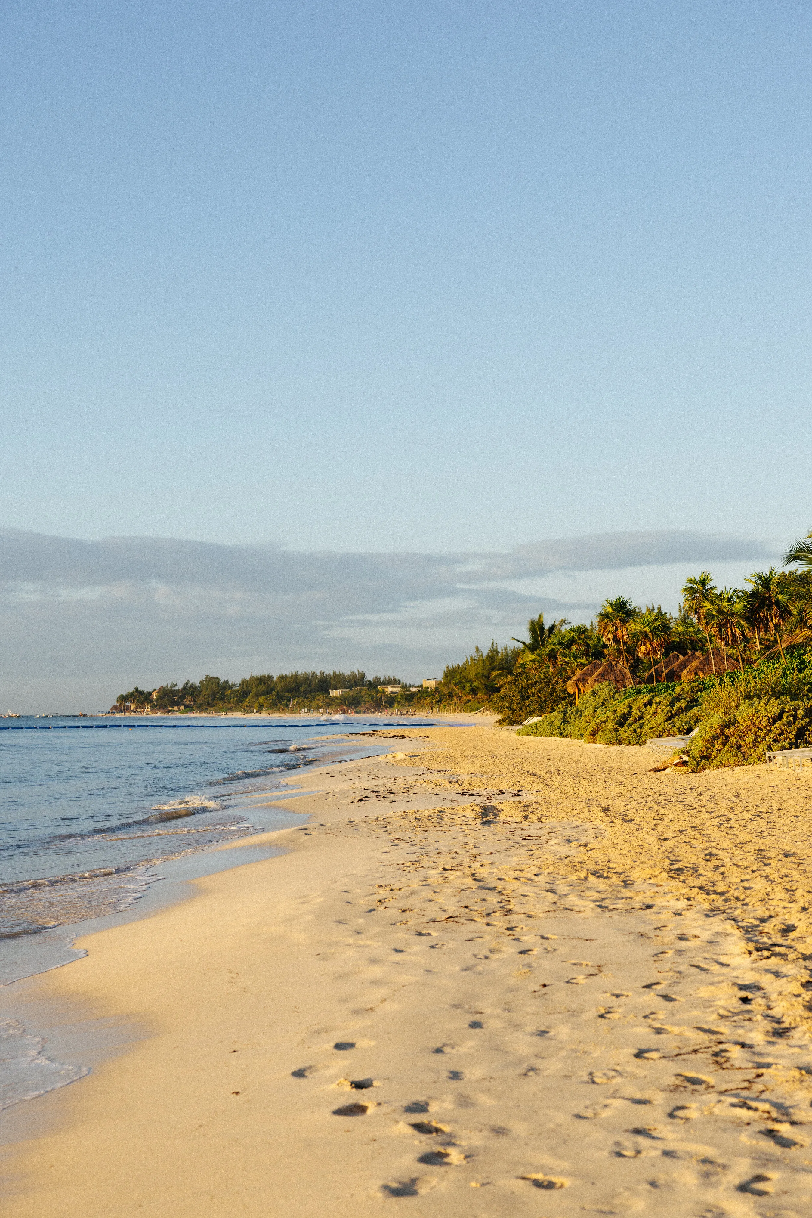 A sandy beach lined with palm trees beside calm blue water.