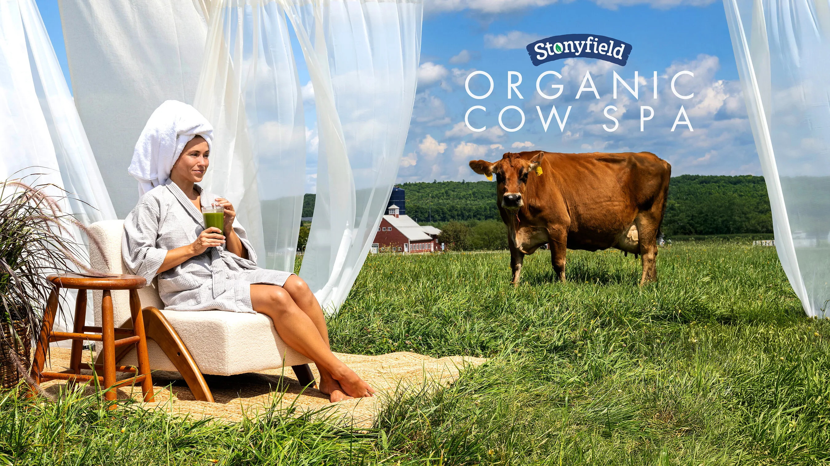 Person in a bathrobe drinks a green smoothie in a field beside a cow.