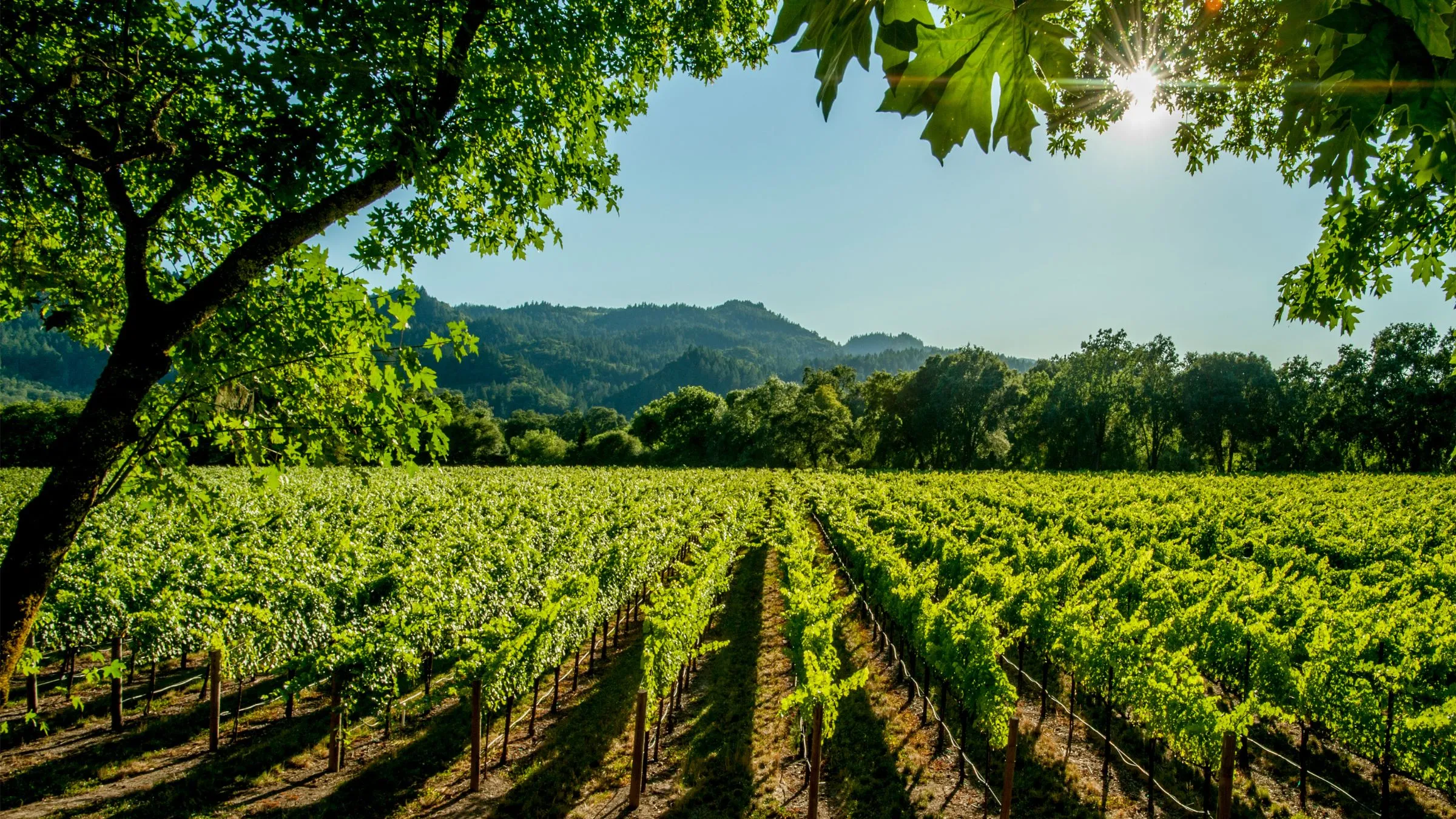 Rows of green vines in a valley vineyard under a tree canopy.