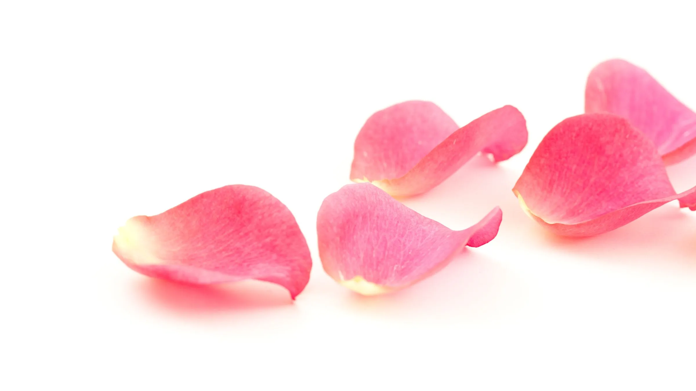 Pink rose petals on a white surface.