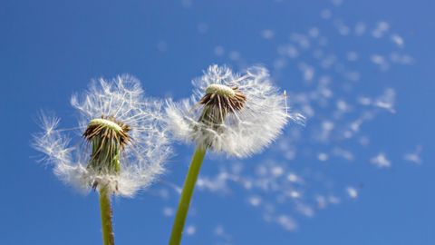 Two dandelion clocks releasing seeds against a blue sky.