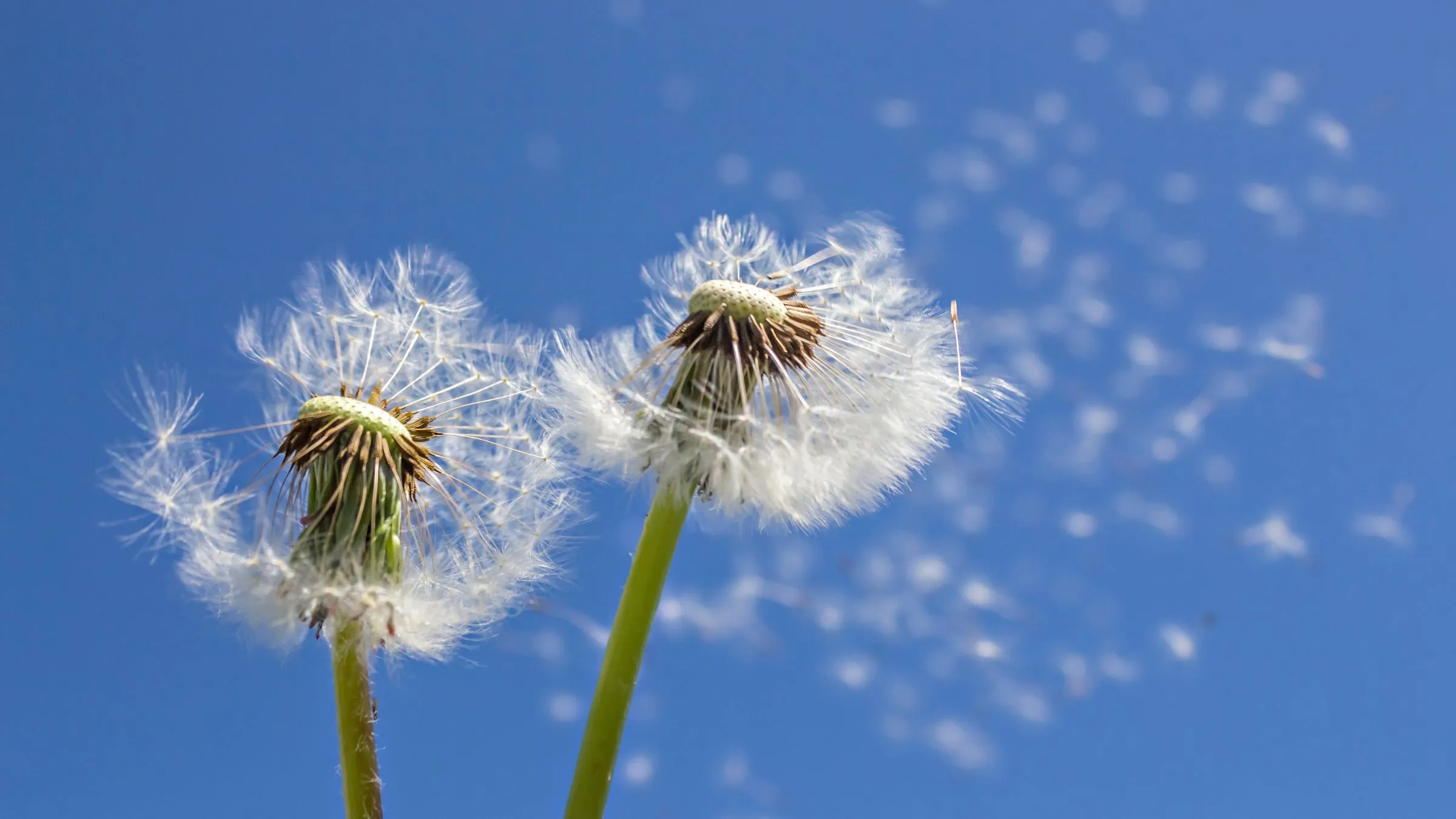 Two dandelion clocks releasing seeds against a blue sky.