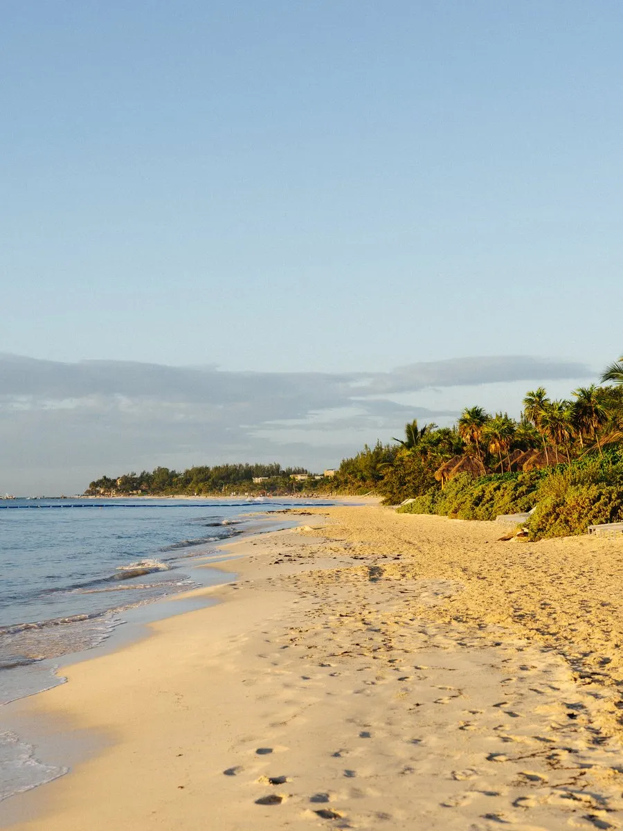 A sandy beach lined with palm trees beside calm blue water.